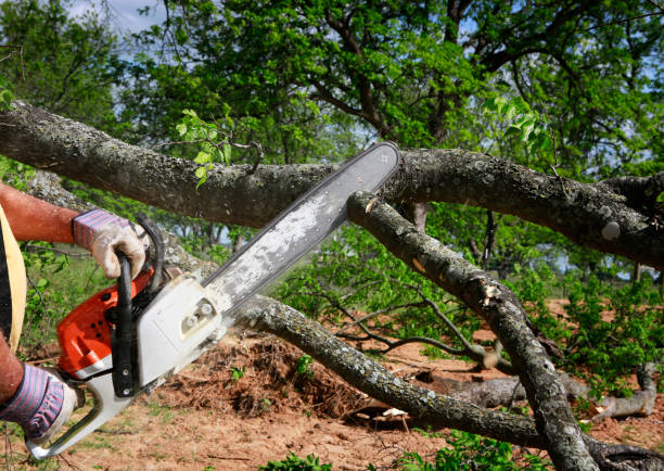 Reliable Jefferson, NC Tree Service Solutions